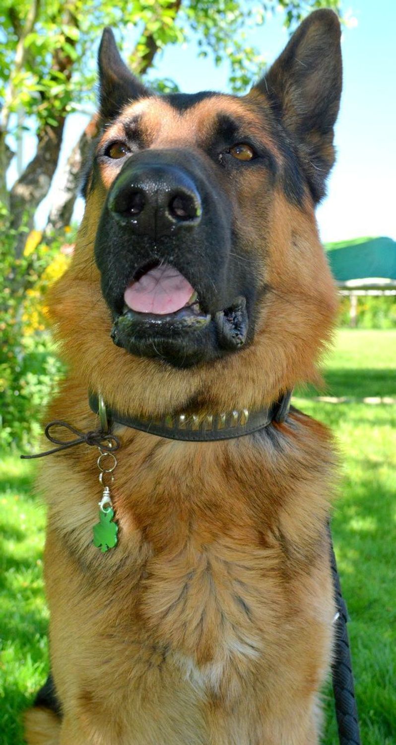 Blaszka dla pupila koniczynka 3,2 cm z miejscem na grawer Koniczynka green L. Blaszka w formie adresówki, identyfikatora dla psa. Blaszka z miejscem na grawer. Na adresówce możemy wygrawerować np. imię psa i nr telefonu do wła.jpg